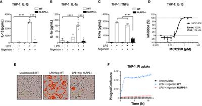 Divergent functional outcomes of NLRP3 blockade downstream of multi-inflammasome activation: therapeutic implications for ALS